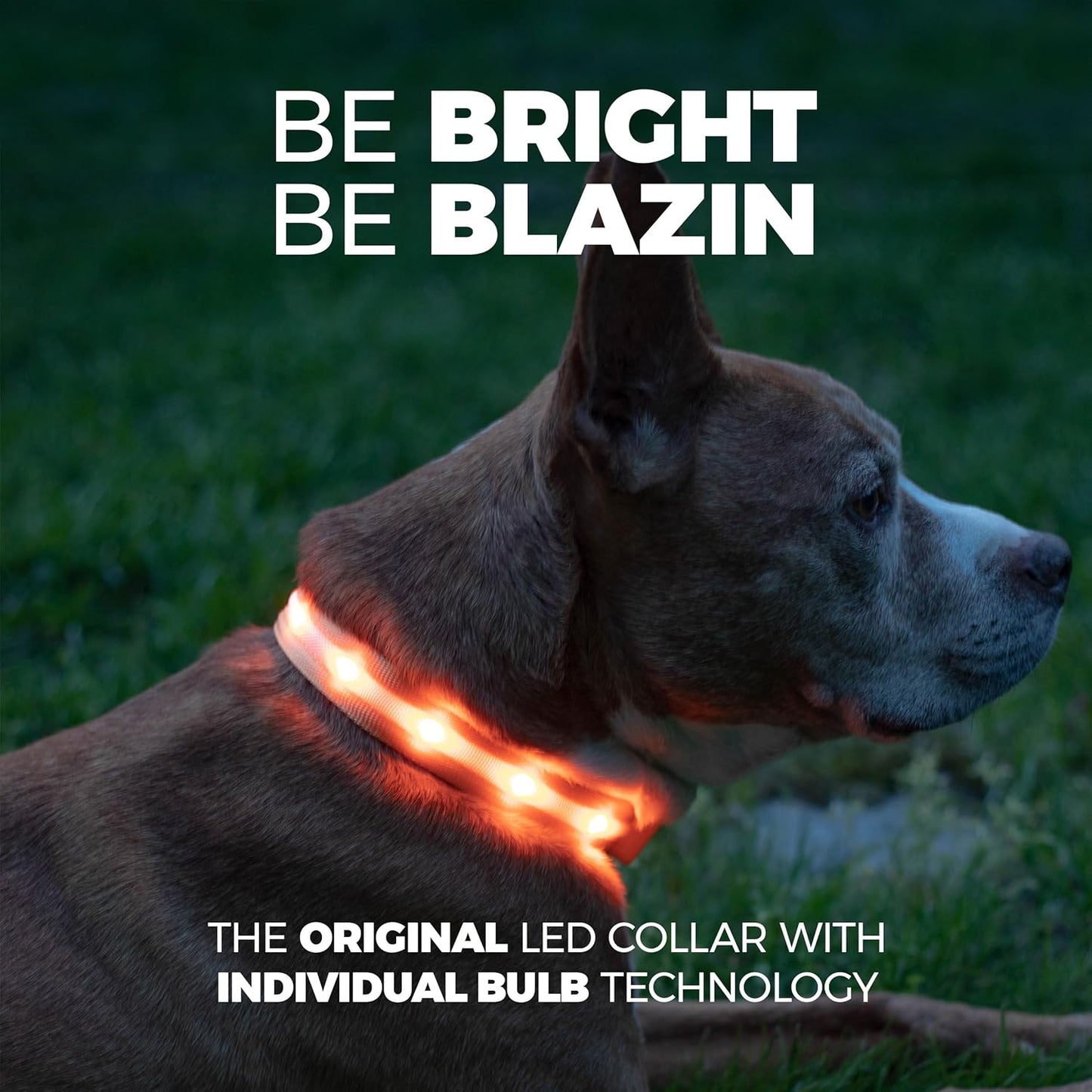 Blazin Light up Dog Collar - the Original LED Dog Collar - USB Rechargeable - Waterproof - 1,000 Feet of Visibility - Dog Collar Light for Small, Medium, Large Dogs - US Brand