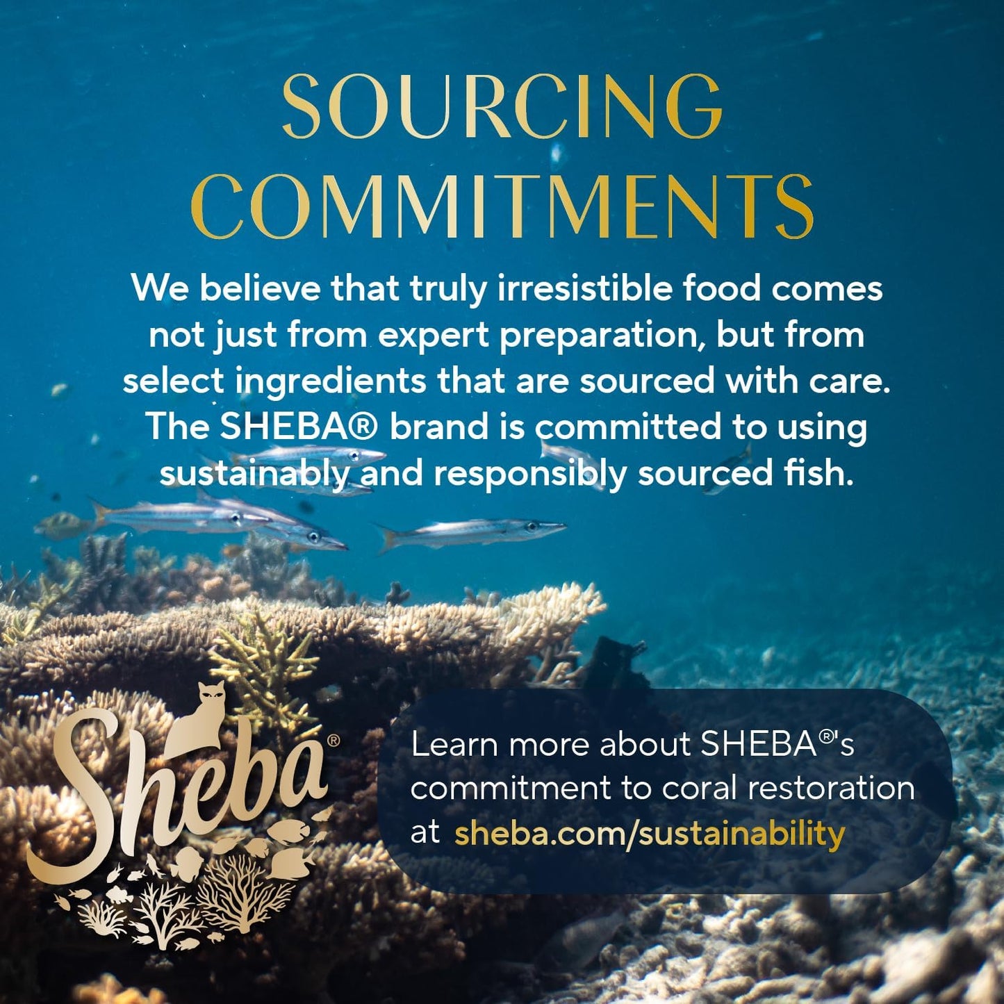 Sheba Perfect Portions Wet Cat Food Pate with Sustainable Salmon, Signature Seafood Entree, and Tender Whitefish and Tuna Entree Variety Pack, 2.6 Oz. Twin Pack Trays (24 Count, 48 Servings)