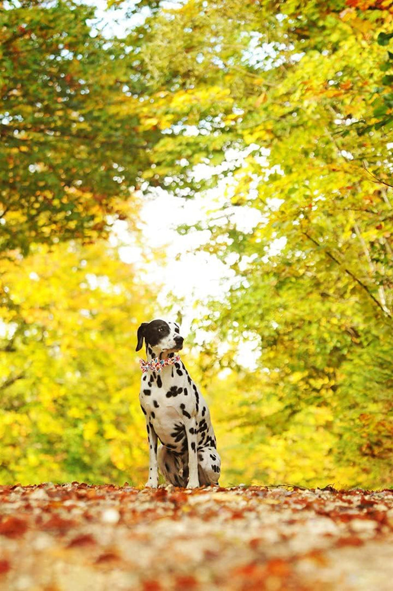 Elegant Little Tail Fall Dog Collar, Male or Female Dog Collar with Bow Adjustable Soft Bow Tie Dog Collars for Small Dogs