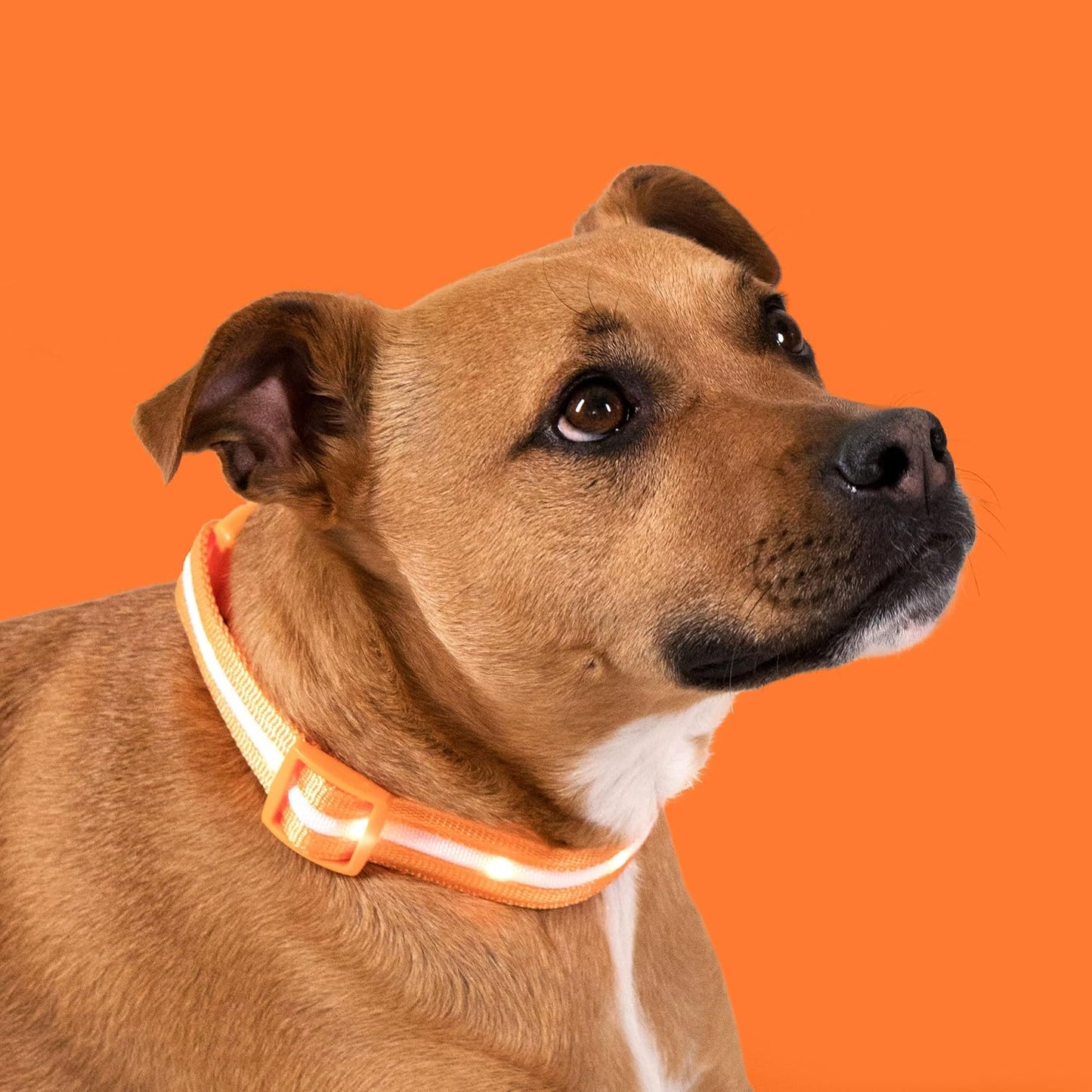 Blazin Light up Dog Collar - the Original LED Dog Collar - USB Rechargeable - Waterproof - 1,000 Feet of Visibility - Dog Collar Light for Small, Medium, Large Dogs - US Brand