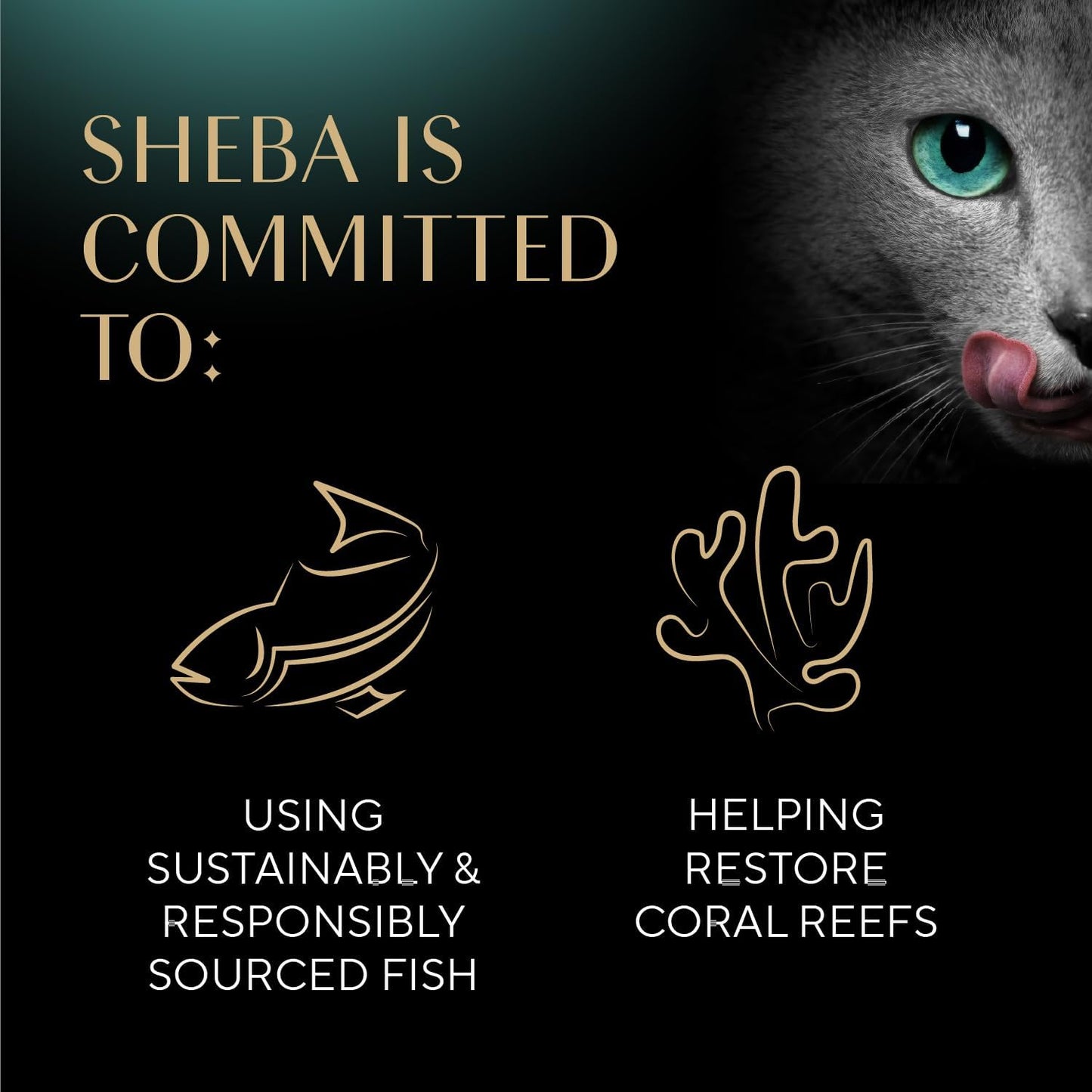 Sheba Perfect Portions Wet Cat Food Pate with Sustainable Salmon, Signature Seafood Entree, and Tender Whitefish and Tuna Entree Variety Pack, 2.6 Oz. Twin Pack Trays (24 Count, 48 Servings)