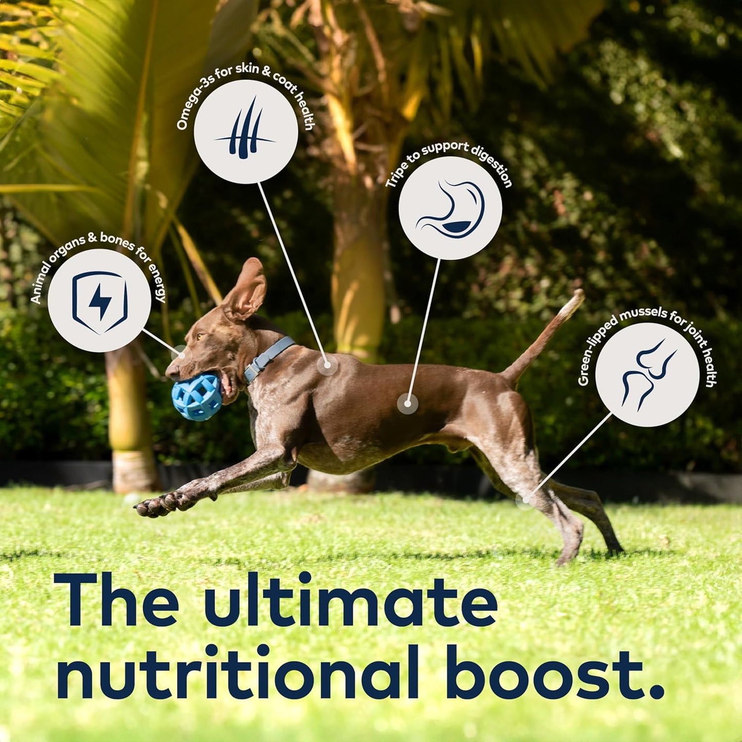 ZIWI Peak Air-Dried Dog Food – Beef - All Natural, High Protein, Grain Free, Limited Ingredient W/ Superfoods (16Oz)