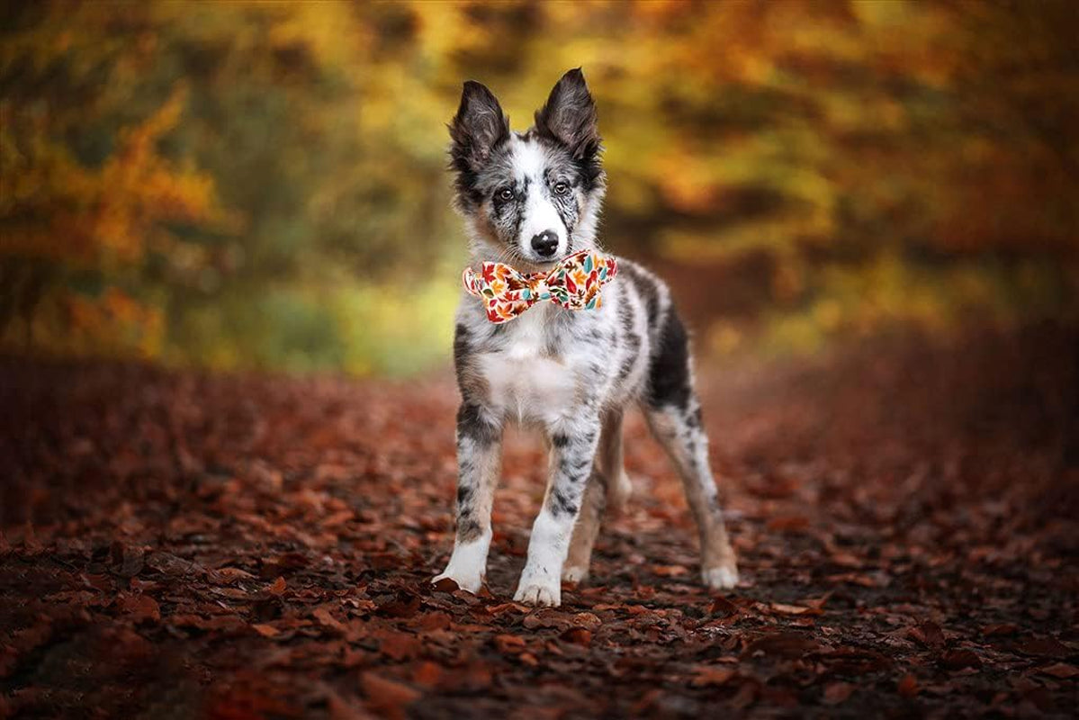 Elegant Little Tail Fall Dog Collar, Male or Female Dog Collar with Bow Adjustable Soft Bow Tie Dog Collars for Small Dogs