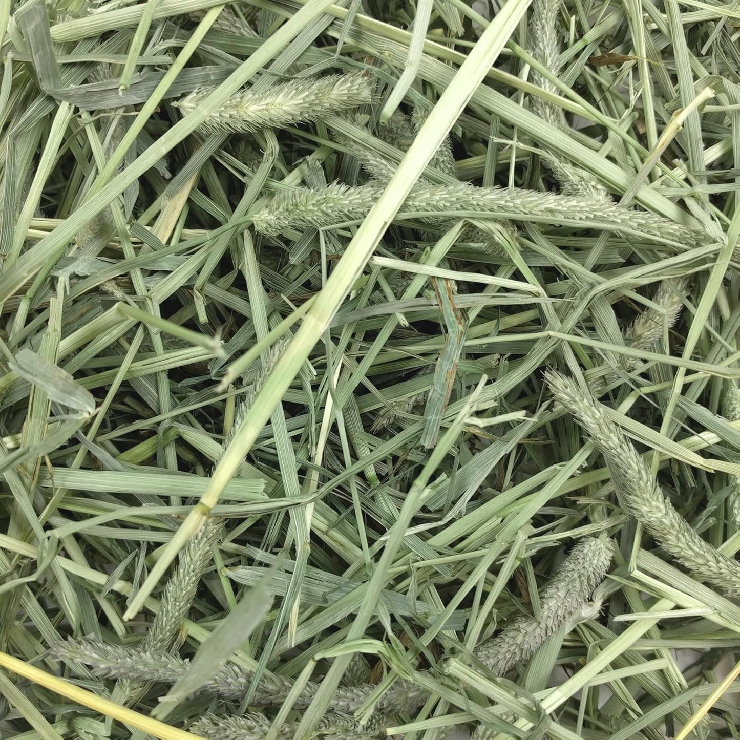 Oxbow Animal Health Western Timothy Hay, Guinea Pig Hay, Small Pet Bunny Supplies, All Natural Grass for Guinea Pig, Bunny, Chinchilla & Hamster, Oxbow Rabbit Supplies for Bunnies, 90 Oz. Bag