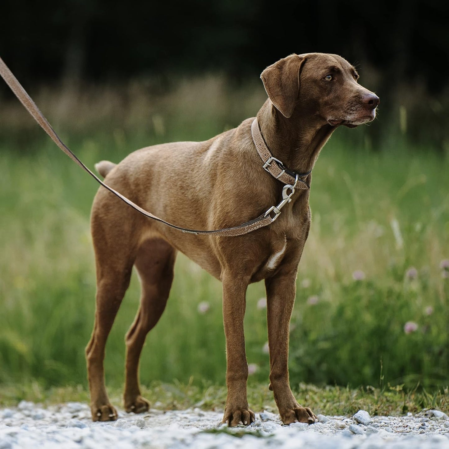 Mighty Paw Luxury Leather Dog Leash - Genuine Material Leather Leashes for All Pet Sizes - Pet Lead - 5 Ft Premium Quality - Soft Material - Light Brown