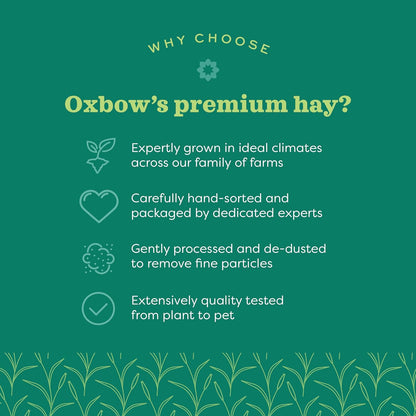 Oxbow Animal Health Western Timothy Hay, Guinea Pig Hay, Small Pet Bunny Supplies, All Natural Grass for Guinea Pig, Bunny, Chinchilla & Hamster, Oxbow Rabbit Supplies for Bunnies, 90 Oz. Bag