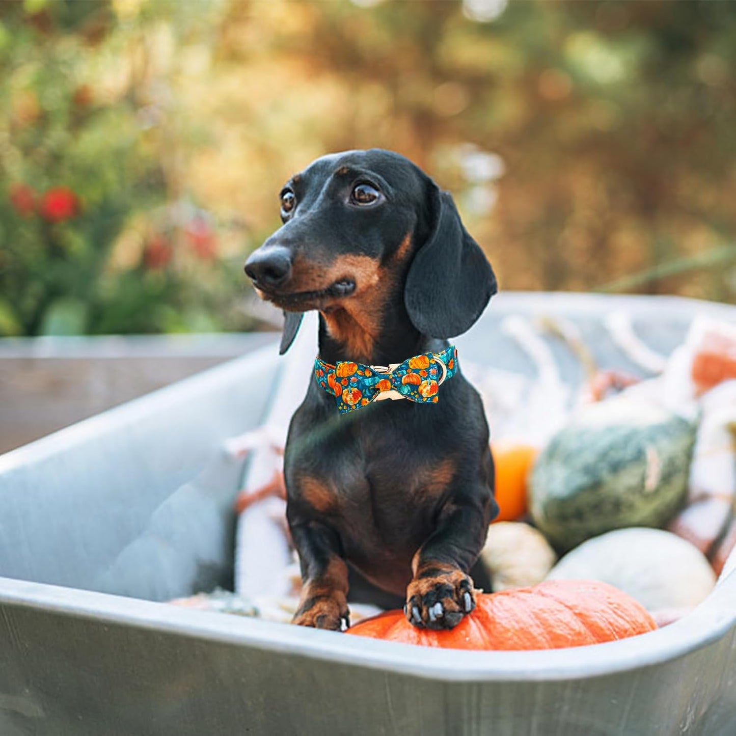 Fall Dog Collar, Halloween Pet Collars with Bow Cute Pumpkin Print Puppy Collar Female or Male Cotton Adjustable Collars for Small Medium Large Dogs