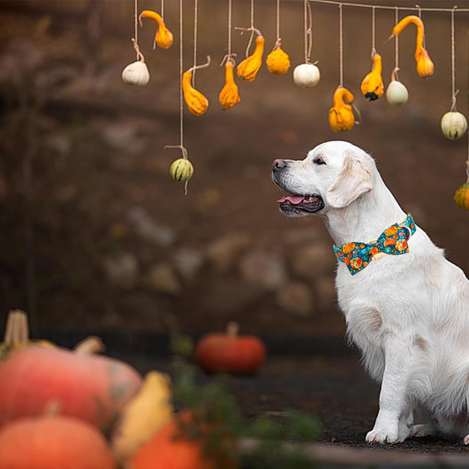 Fall Dog Collar, Halloween Pet Collars with Bow Cute Pumpkin Print Puppy Collar Female or Male Cotton Adjustable Collars for Small Medium Large Dogs