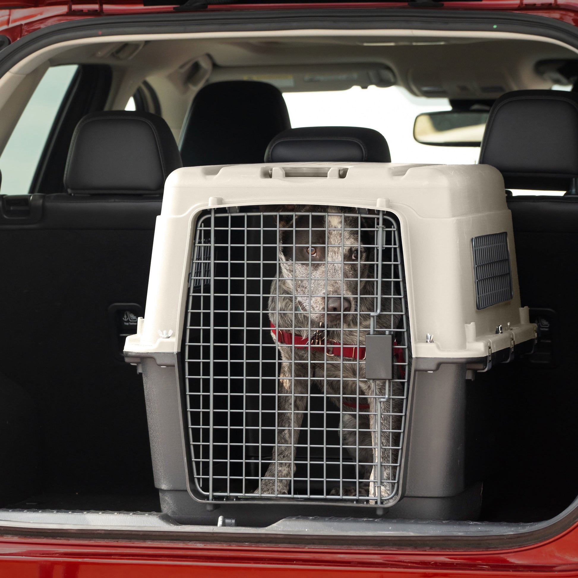 Plastic Kennel for Dogs, Wire Door, IATA Airline Approved, Travel Crate, with Wheels, Gray, Large, 32" L X 22" W X 23" H