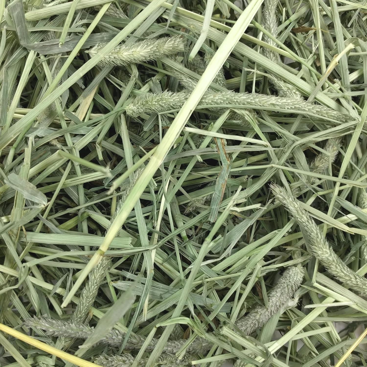 Oxbow Animal Health Western Timothy Hay, Guinea Pig Hay, Small Pet Bunny Supplies, All Natural Grass for Guinea Pig, Bunny, Chinchilla & Hamster, Oxbow Rabbit Supplies for Bunnies, 90 Oz. Bag