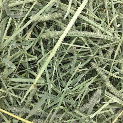 Oxbow Animal Health Western Timothy Hay, Guinea Pig Hay, Small Pet Bunny Supplies, All Natural Grass for Guinea Pig, Bunny, Chinchilla & Hamster, Oxbow Rabbit Supplies for Bunnies, 90 Oz. Bag