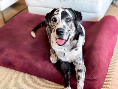 Big Barker 7" Pillow Top Orthopedic Dog Bed - XL Size - 52 X 36 X 7 - Burgundy - for Large and Extra Large Breed Dogs (Headrest Edition)